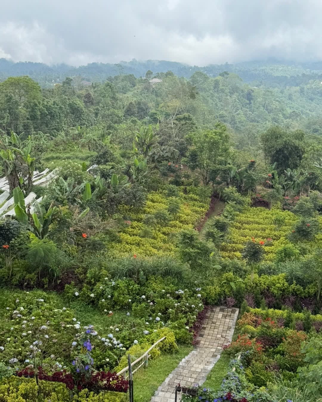 One of the things that continues to blow our minds about Bali is just how much food is grown right h