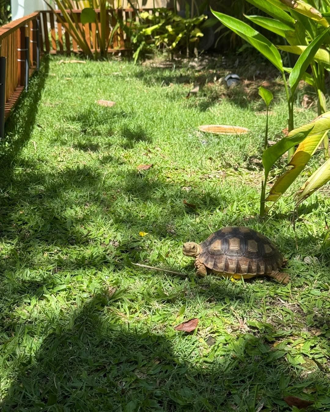 Having tortoises as pets teaches you a lot about life... 🐢😂

Mainly that you're never actually in 