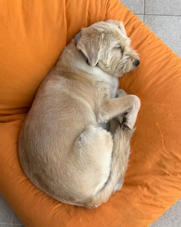 I regularly remind Ned that this is not how normal dogs live 😂🐶

Most dogs:

✔️ Sleep in a dog bed