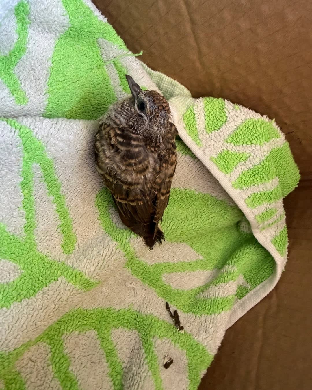 Meet Kevin 🐦🤍

Kevin wasn't part of today's plans.

But after falling from his nest this morning,  image 2