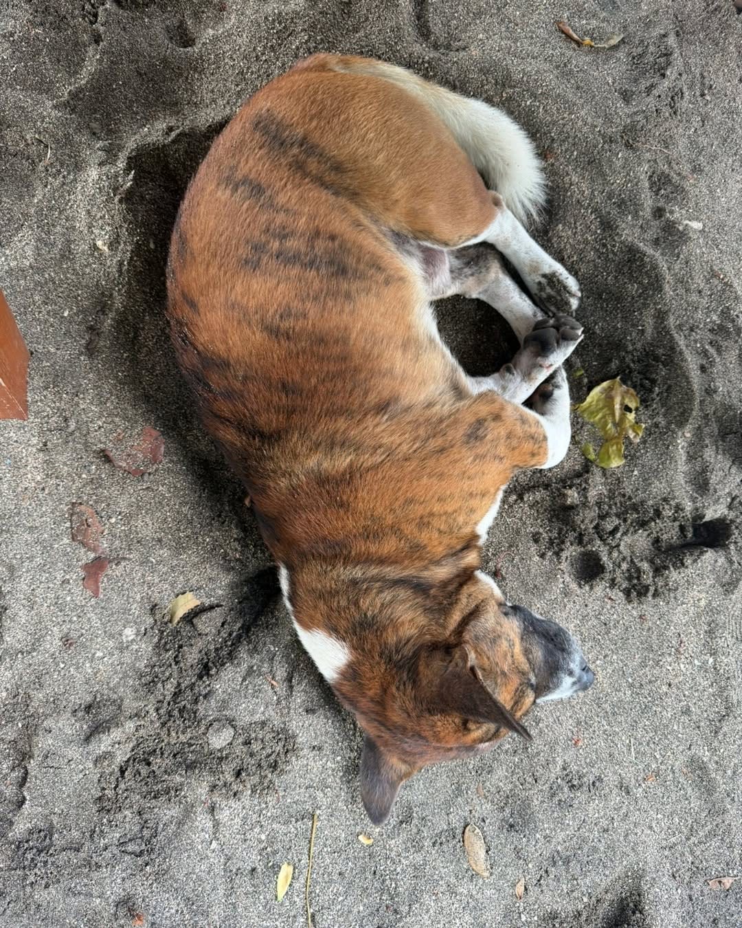 ❤️🐶 One thing you'll notice around Bali...

Many of the beach dogs wear a red collar or red ribbon. image 2