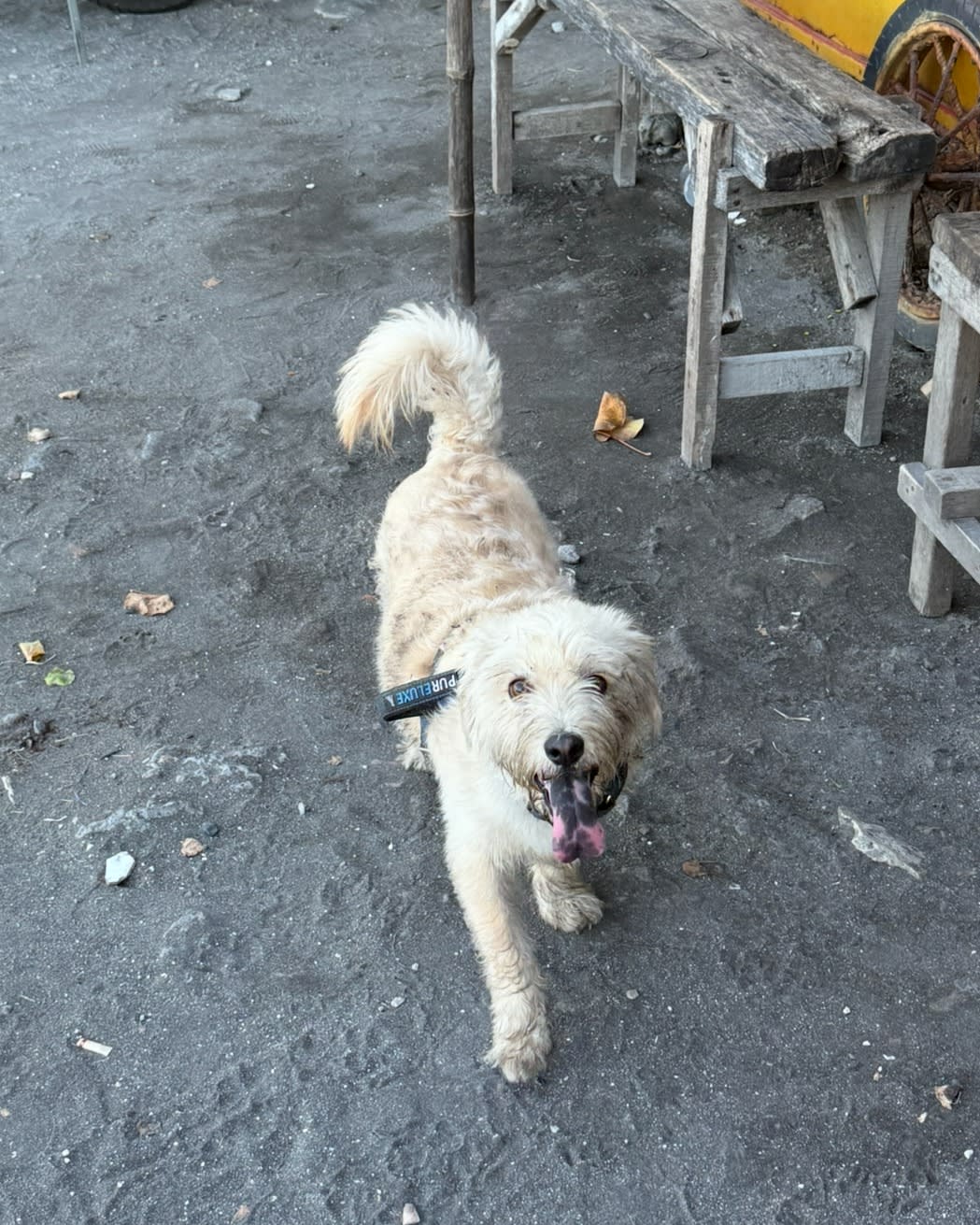 Walking Ned is simply something that needs to be done.

He has energy to burn, I needed to stretch m image 3