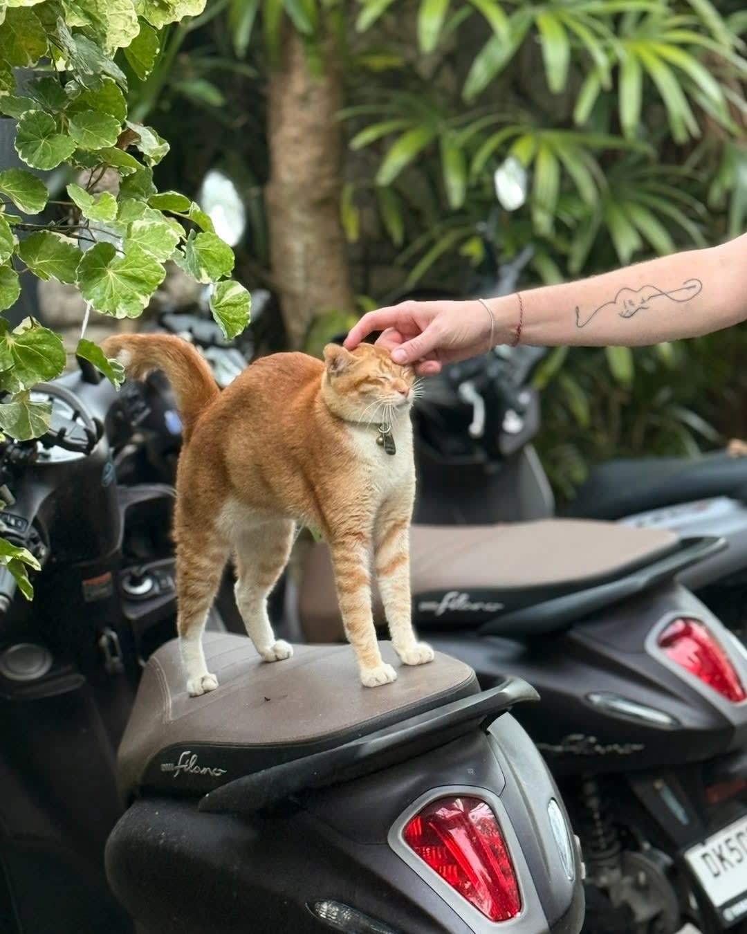 One of the best things about living in Bali? The little friendships you make along the way. 🥹❤️

Th image 2