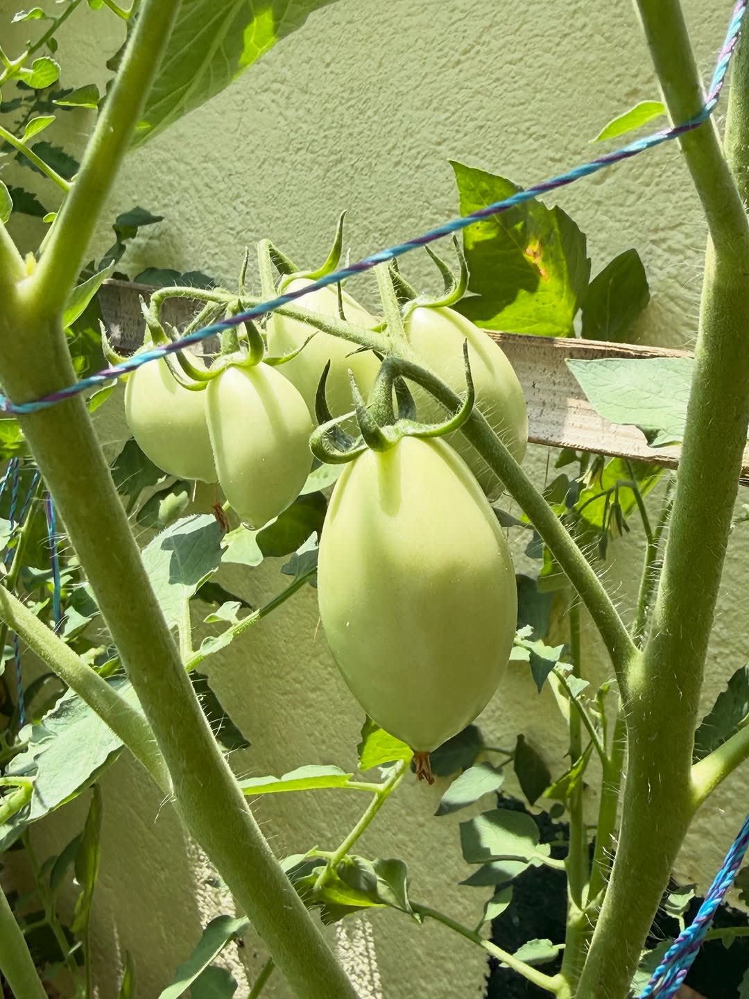 My garden is making me ridiculously happy lately. 🥹🌱💚

I don’t know what it is about growing your image 2