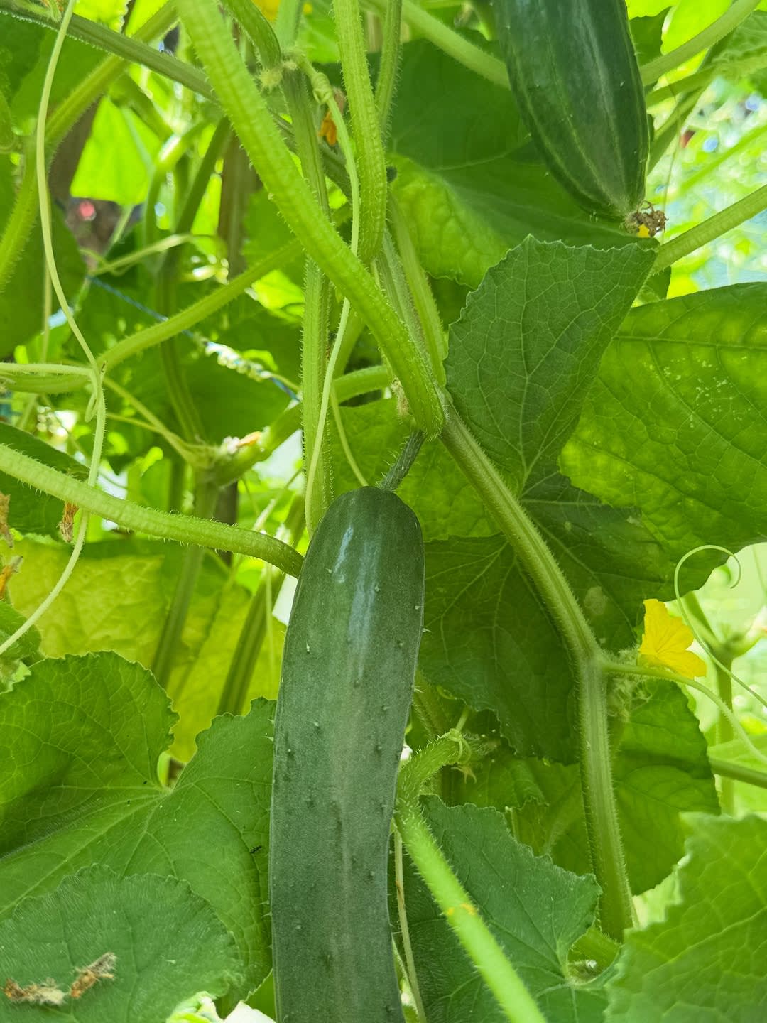 My garden is making me ridiculously happy lately. 🥹🌱💚

I don’t know what it is about growing your image 4