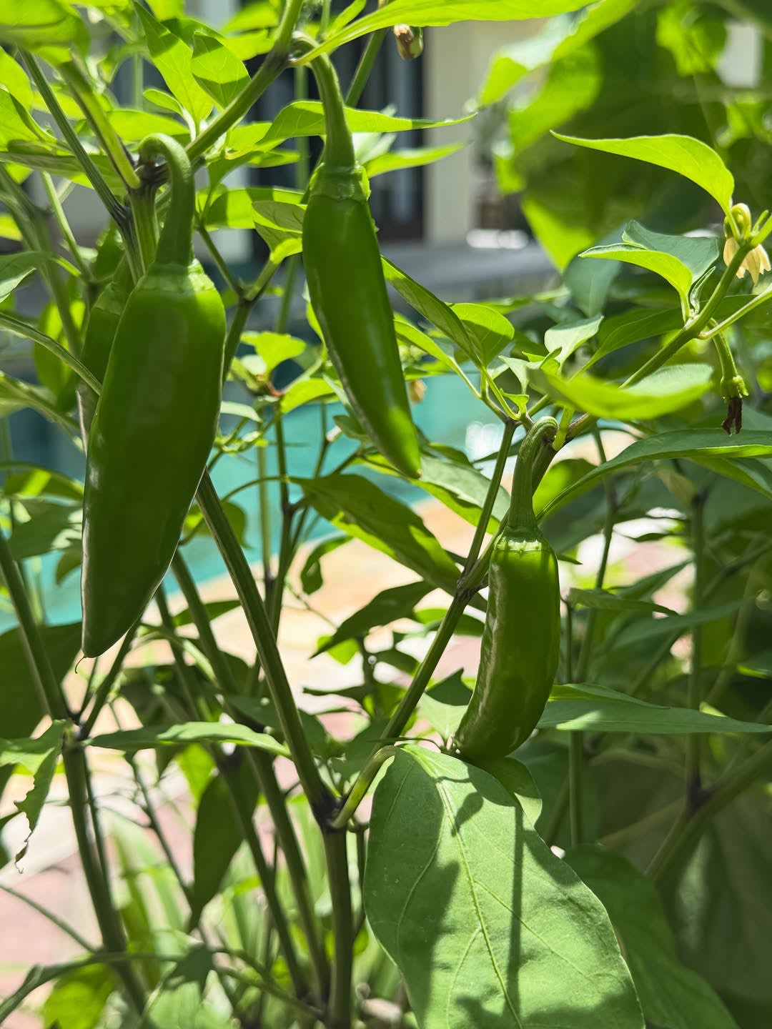 My garden is making me ridiculously happy lately. 🥹🌱💚

I don’t know what it is about growing your image 5