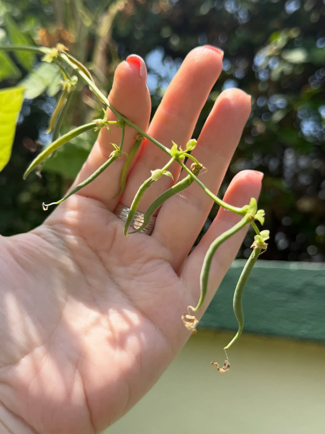My garden is making me ridiculously happy lately. 🥹🌱💚

I don’t know what it is about growing your image 6