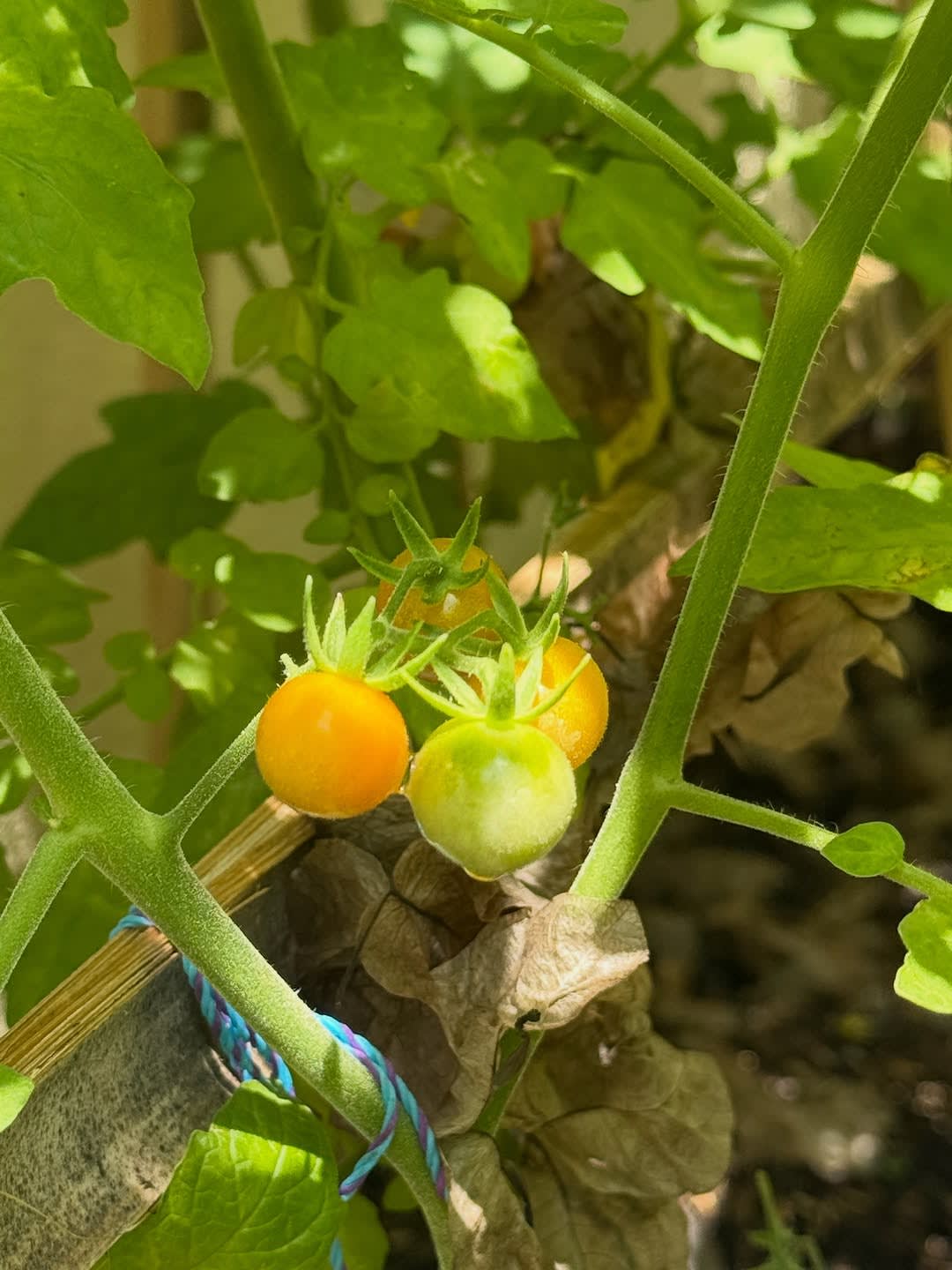 My garden is making me ridiculously happy lately. 🥹🌱💚

I don’t know what it is about growing your image 7
