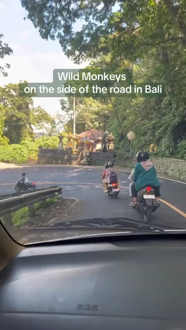 Are Bali’s Wild Monkeys a Must-See or a Pass-By?