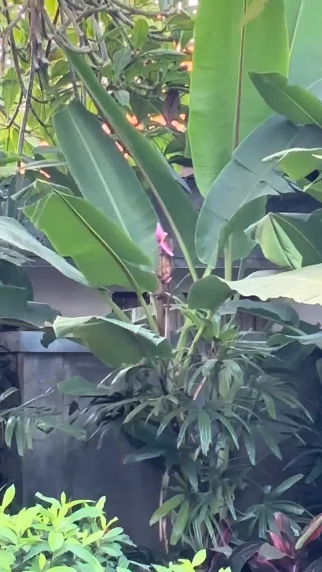 Having squirrels in your backyard never gets old 🐿️🤍

I imagine it's a bit like tourists getting e