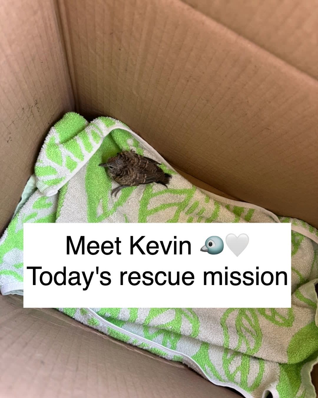 Meet Kevin 🐦🤍

Kevin wasn't part of today's plans.

But after falling from his nest this morning, 