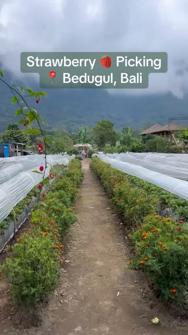 🍓 One of the sweetest family activities in Bali... literally!

If you're visiting Bali during the d