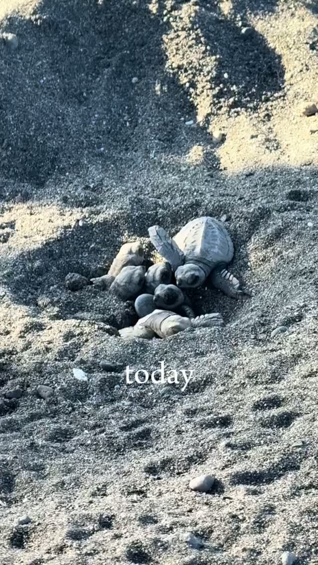 🐢 IMAGINE THIS ON YOUR BALI BEACH WALK... 🌊

You're just out for a stroll and suddenly you spot ba