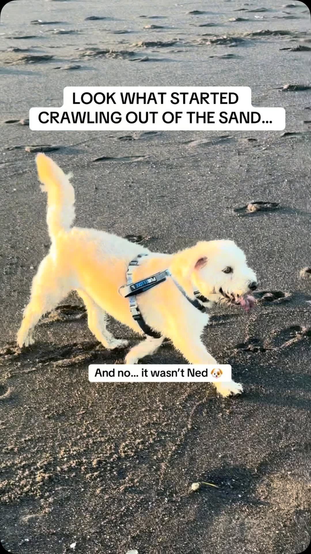 Afternoon beach walks with Ned 🐕🌴

Sandy feet, salty air, a Bali sunset… and the absolute magic of