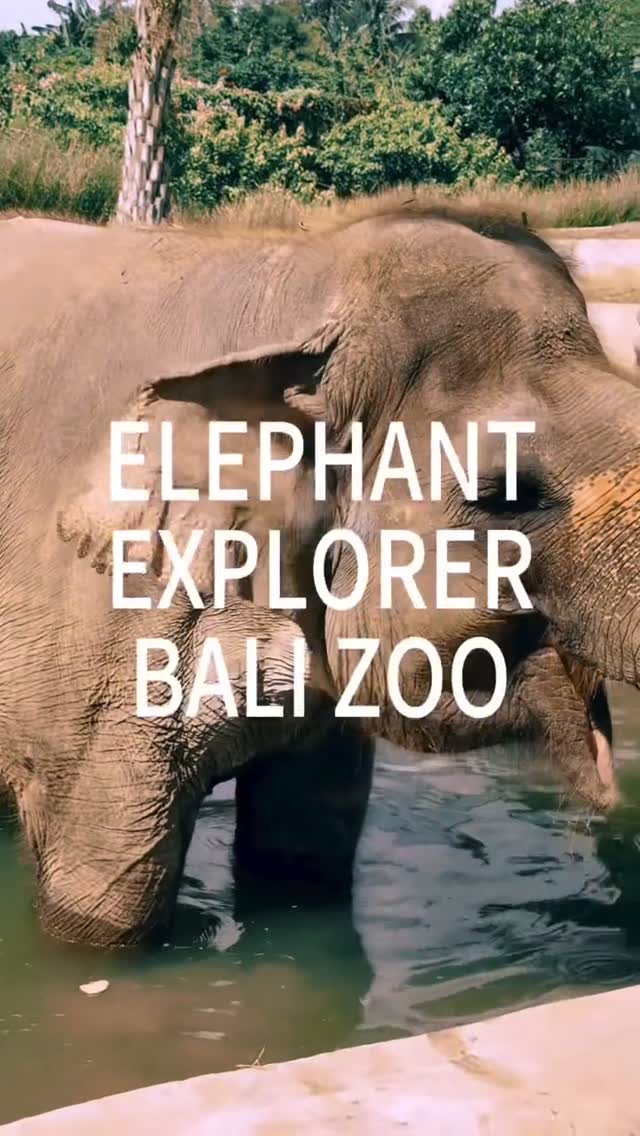🐘 A little look back at our first glimpse of Elephant Explorer at Bali Zoo! 🌴

We explored by rang