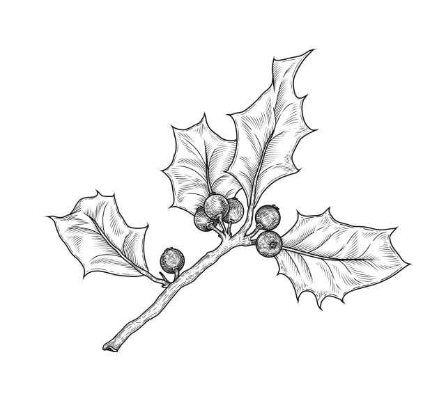 botanical illustration of a holly branch with berries and leaves