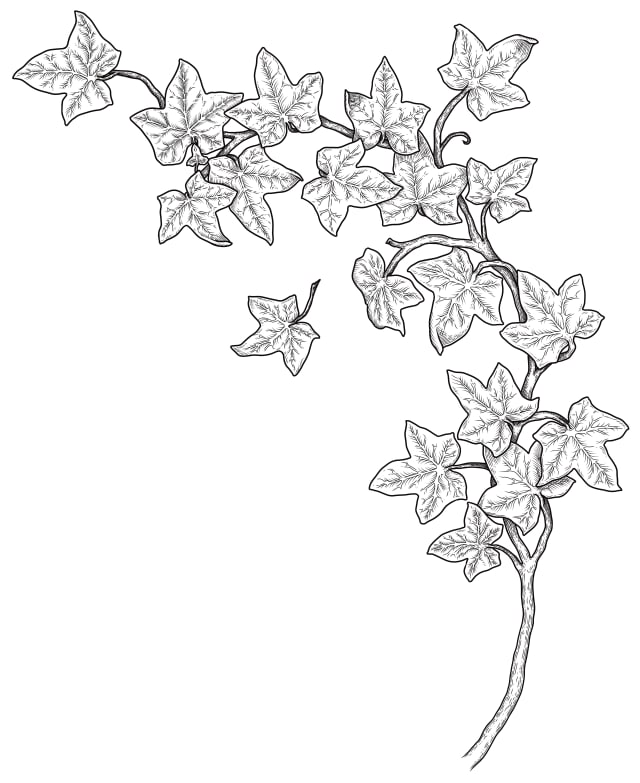 botanical illustration of ivy leaves on a trailing stem