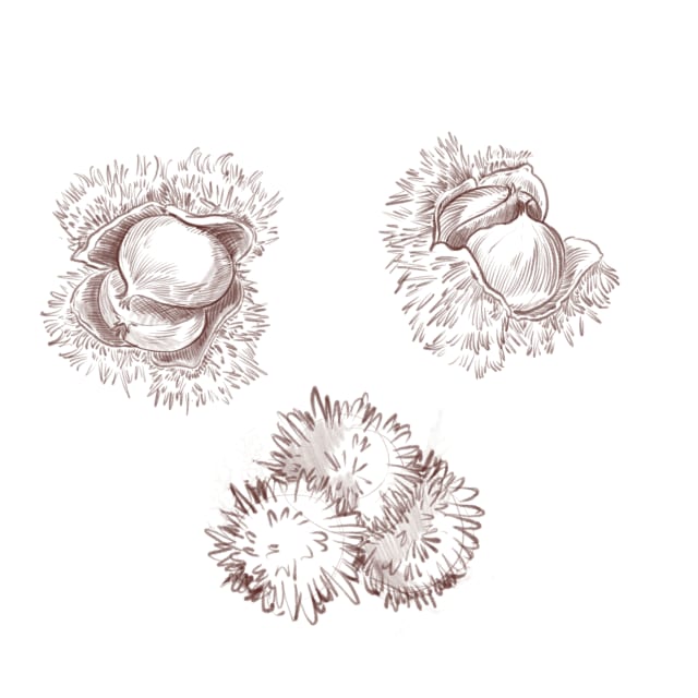 étude botanique au crayon d'un fruit de châtaignier dans sa bogue