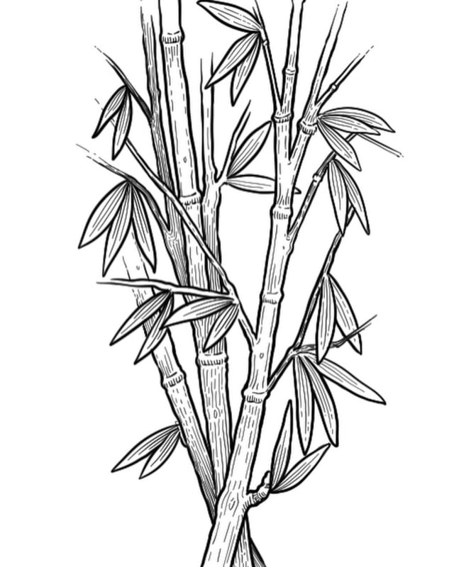 botanical illustration of bamboo stalks and leaves