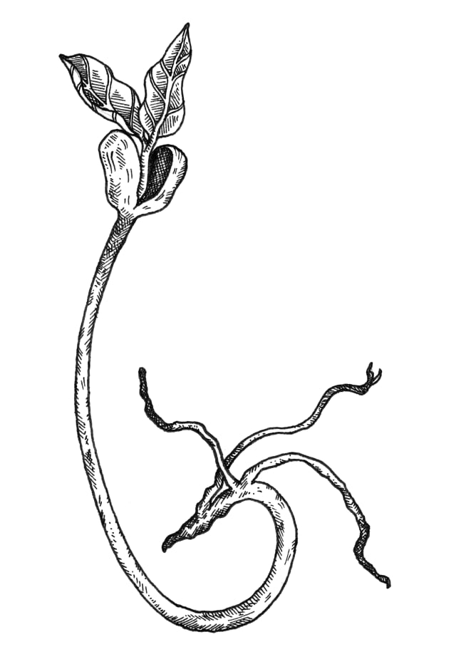 botanical illustration of bean sprouts and tendrils