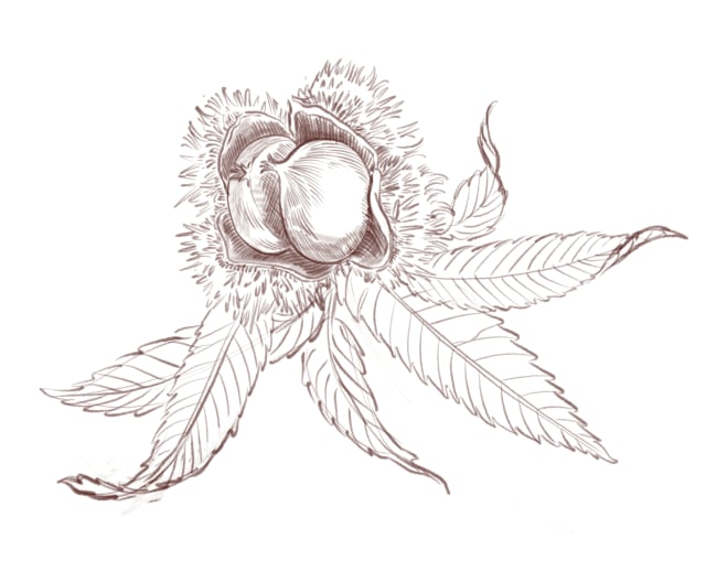 sketch study of a chestnut flower and leaf cluster