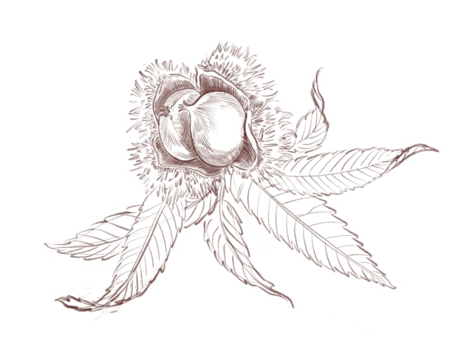 étude détaillée de feuilles et fleurs de châtaignier