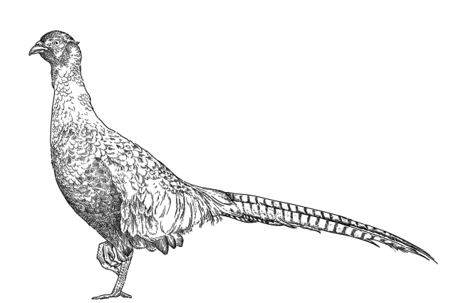 fine line illustration of a pheasant in standing pose