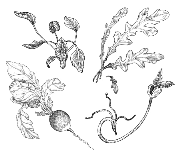 botanical line drawing of mixed vegetable specimens