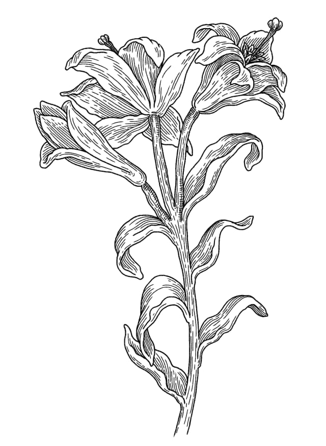 botanical line illustration of a lily on a clean ground