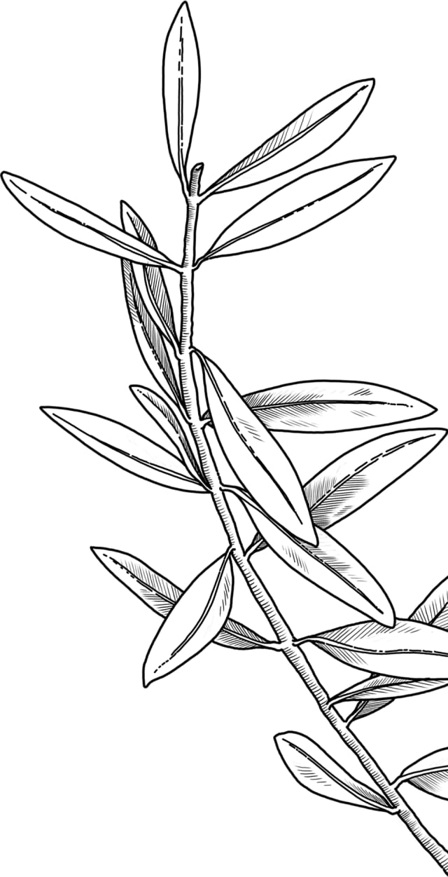 illustration botanique d'une branche d'olivier avec olives mûres