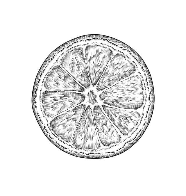 illustration botanique d'une orange avec feuilles