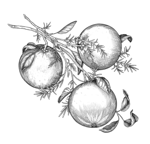 botanical illustration of oranges and rosemary sprigs