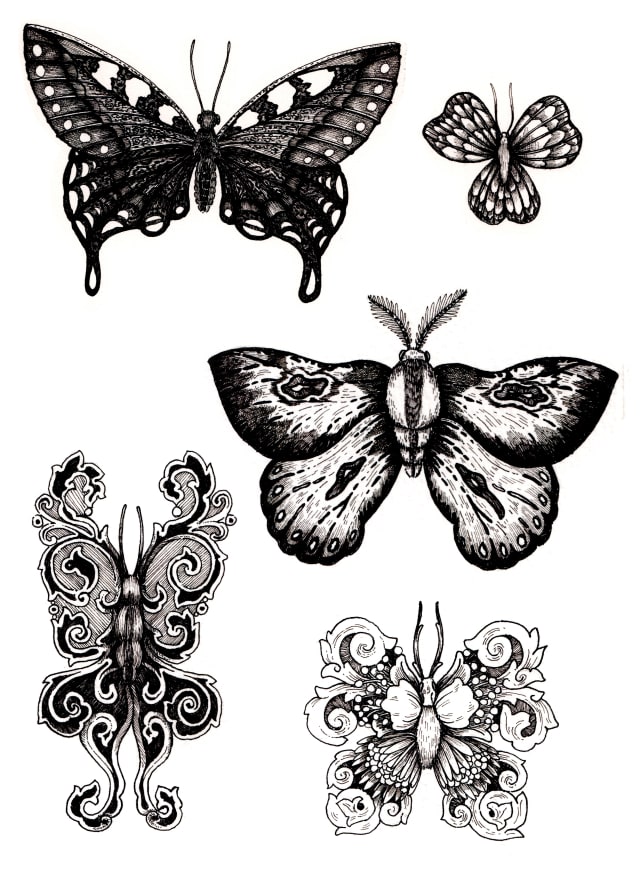 quatre études de papillons réunies sur une même planche