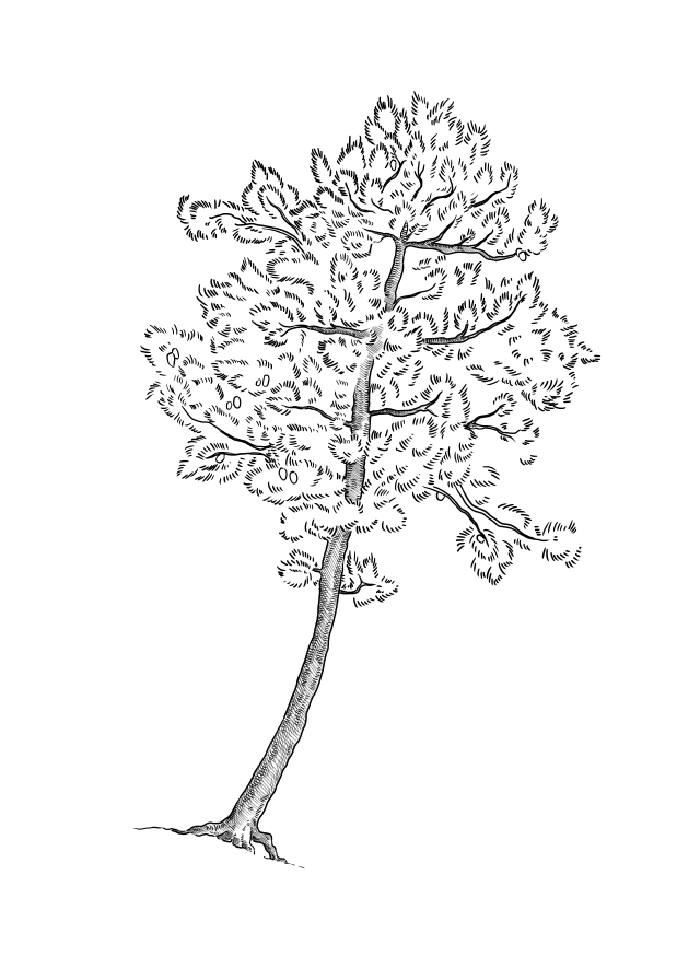 botanical illustration of a pine tree