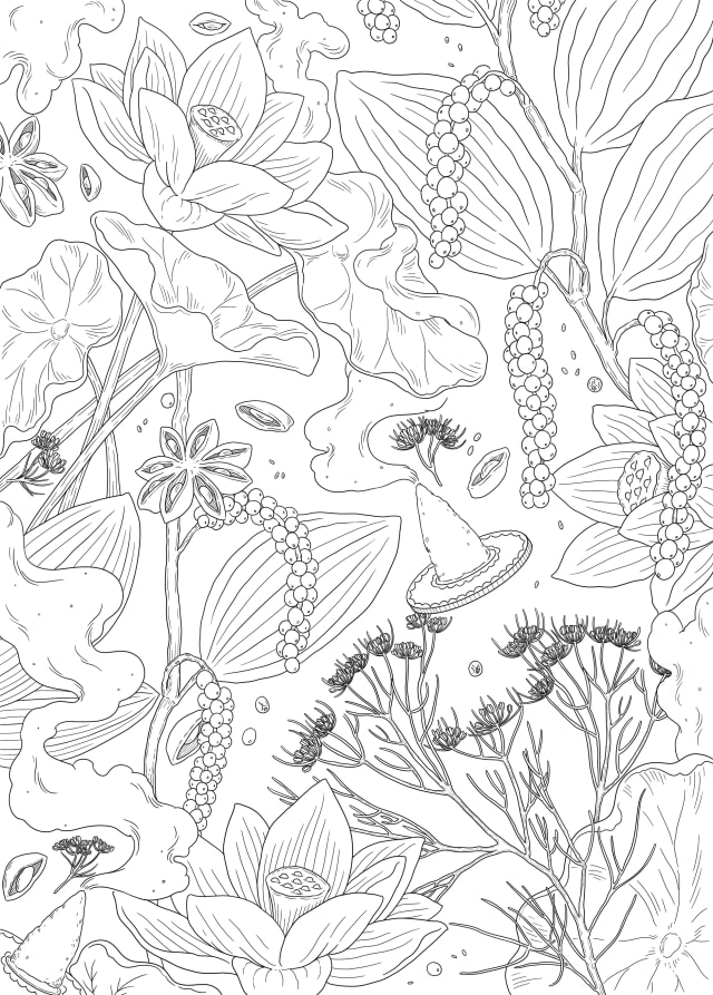 botanical illustration of spice plants and aromatic herbs