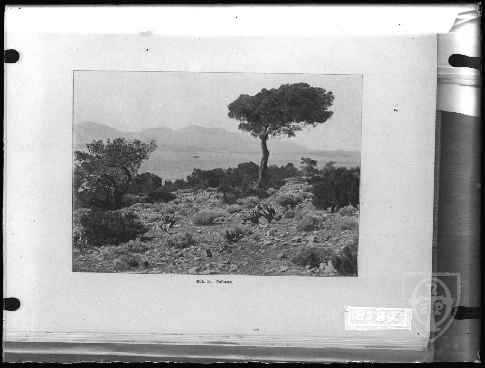 Salamina