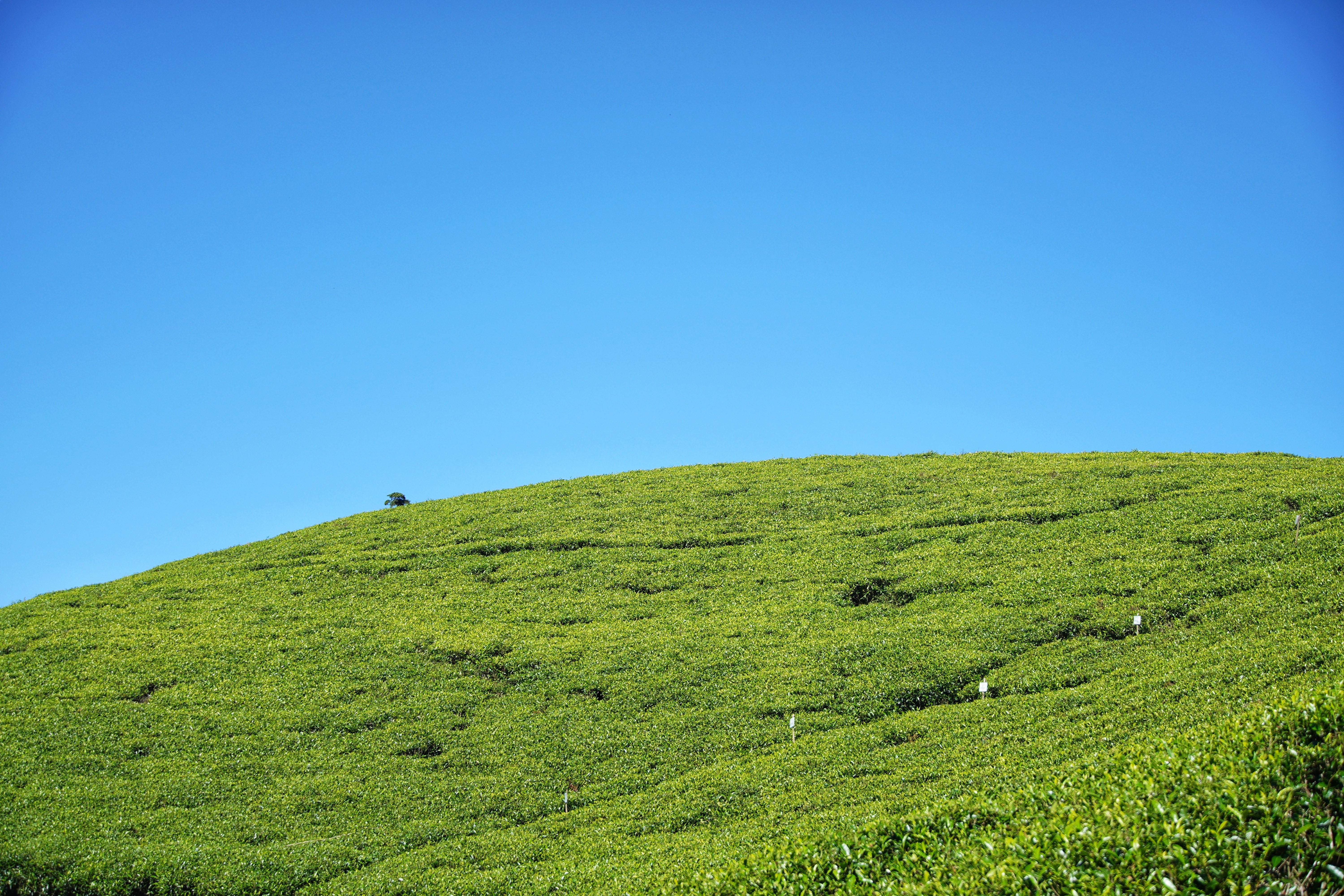 Tea fields, morning light