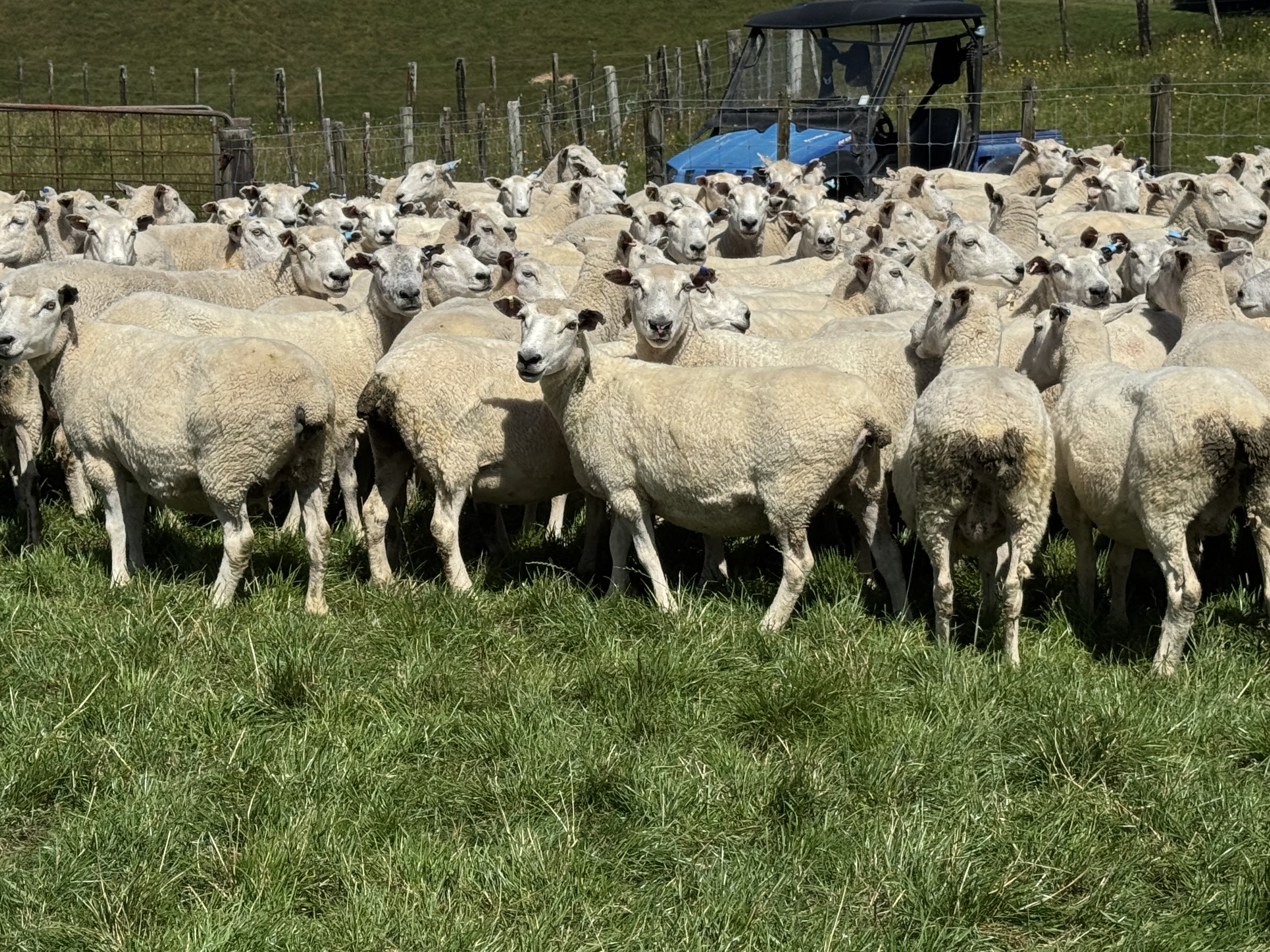 coopworth 5yr ewes - Image #1