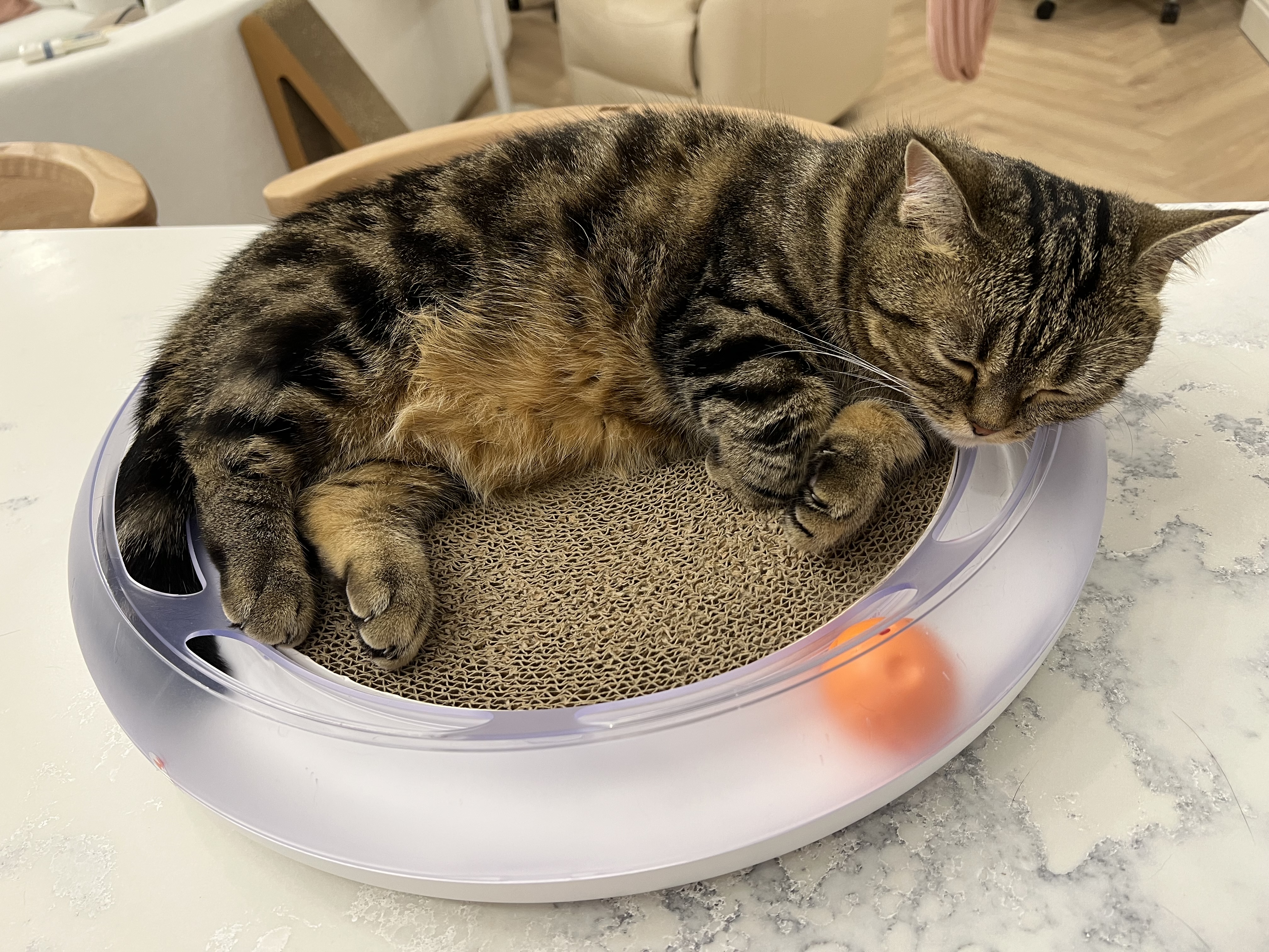 Podcast 封面或生活照