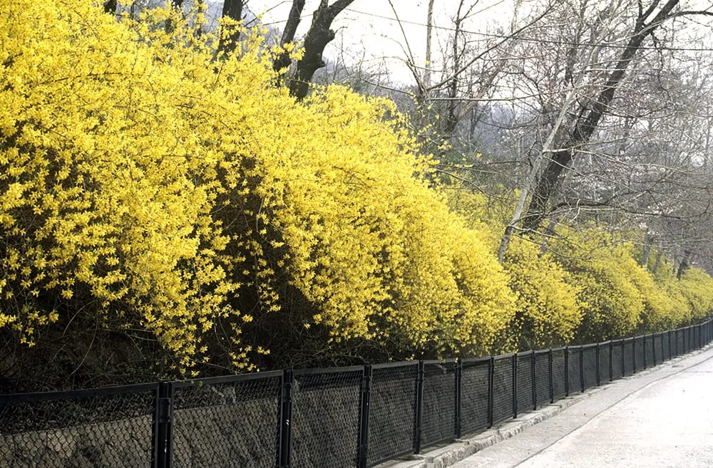 Yellow forsythia flowers blooming in the snow, representing Kkot-saem-chu-wi, Korea's spring cold snap