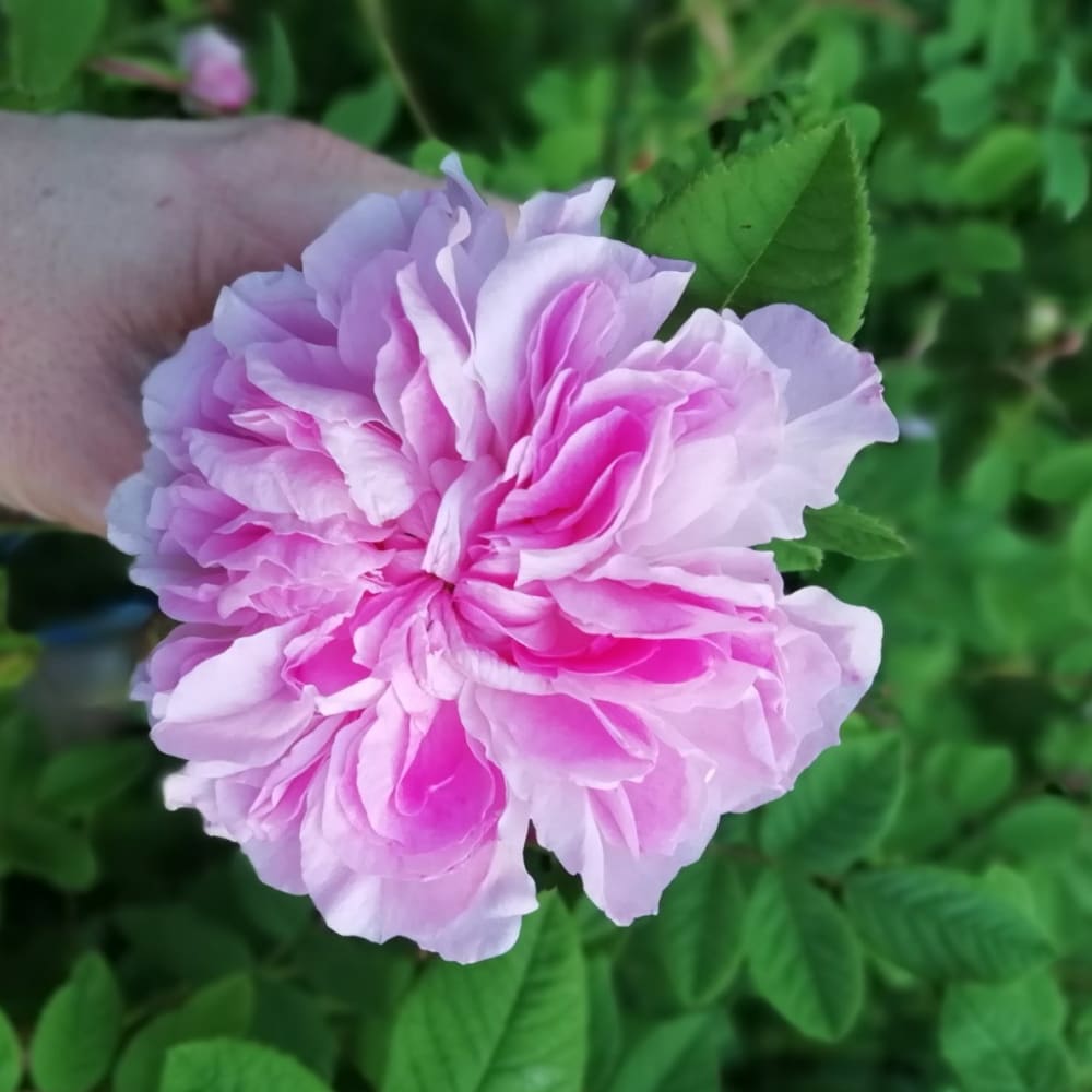 3 VRTNICE - dišeči liker - slika 4