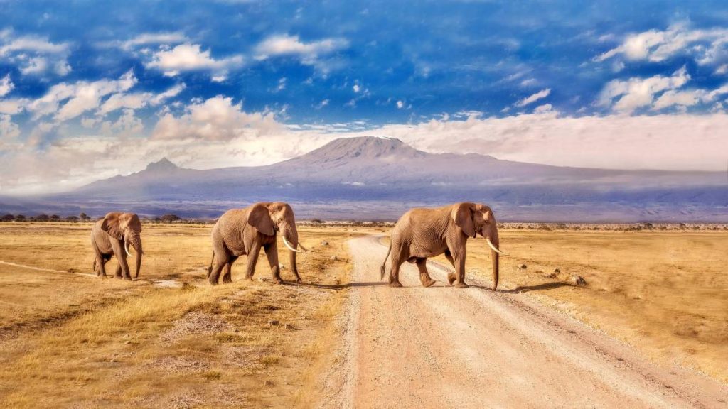Herd of African elephants with Mount Kilimanjaro in the background at sunset