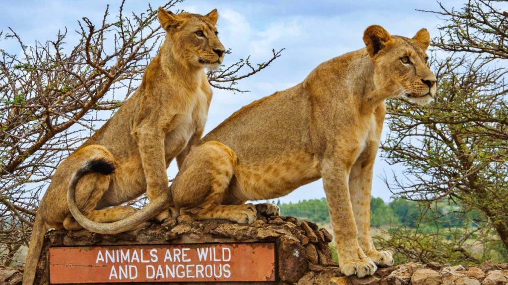 Lion pride resting under an acacia tree in Kenya's savannah