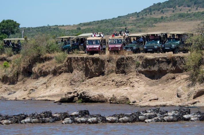 Dramatic wildebeest river crossing during the Great Migration