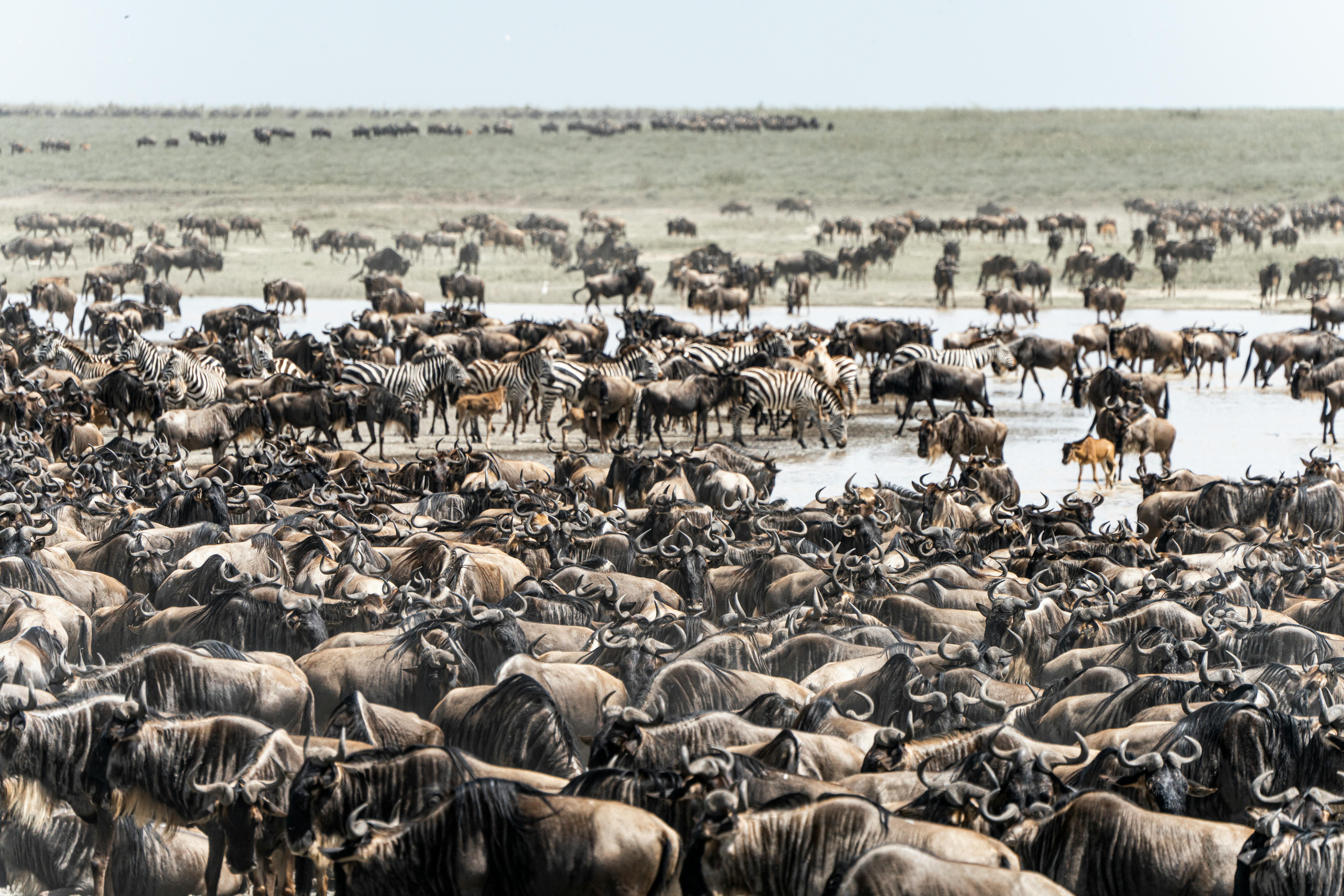 Panoramic view of the Masai Mara savannah during golden hour with diverse wildlife