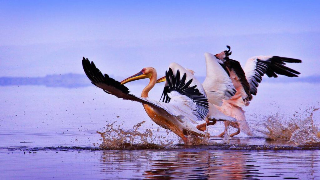 7 Days Kenya Birdwatching Safari