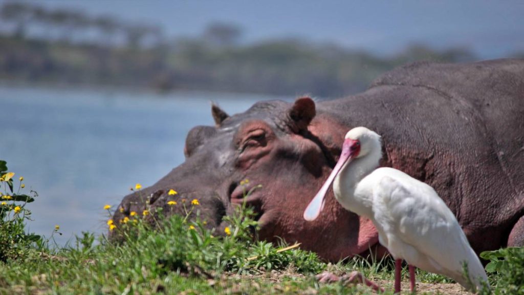 Full Day Naivasha Experience
