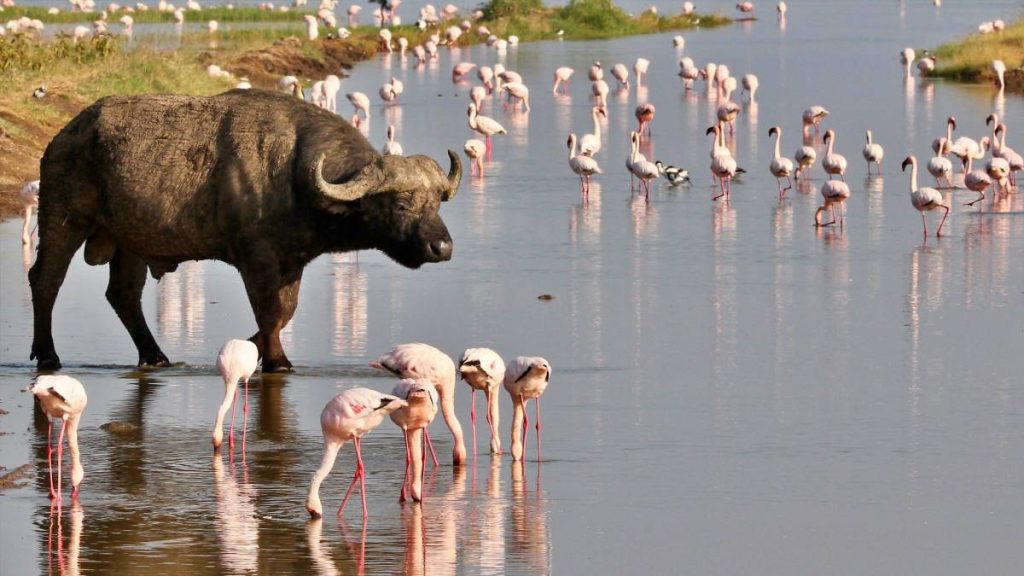 4-Day Lake Nakuru & Masai Mara Classic Safari