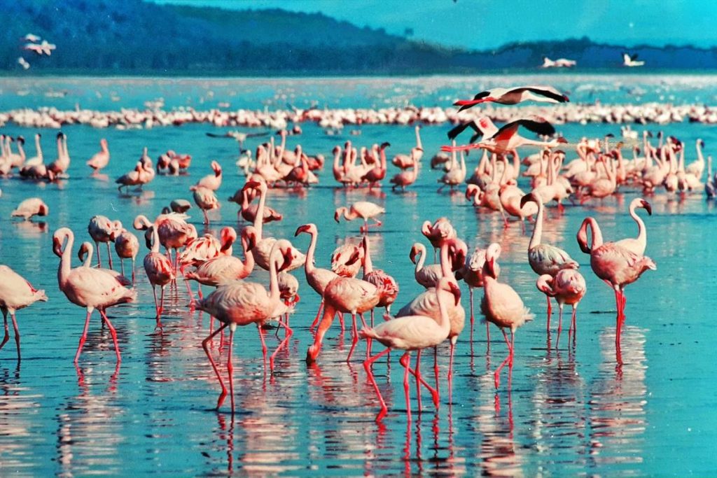 7-Day Kenya Lake System Birding Tour