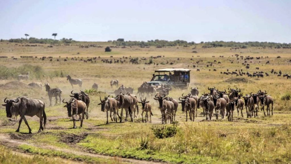 Masai Mara 4-Day Road Safari Adventure